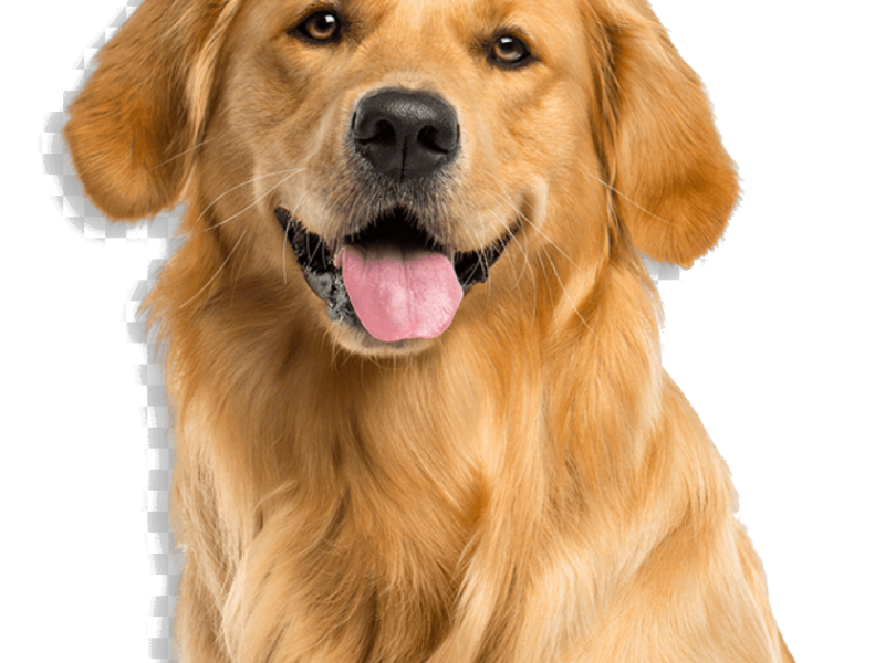 2 Years old Dog for sale